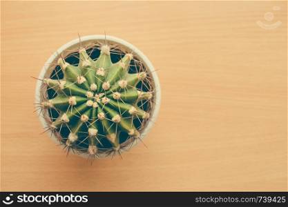 Small green cactus on the table. Top view. Free space.. Small cactus on the table. Top view. Free space.