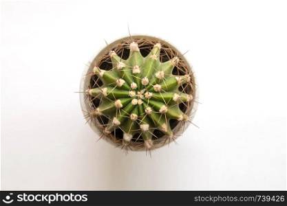 Small green cactus on white background. Top view. Free space.. Small cactus on white background. Top view. Free space.