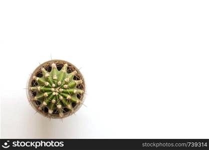 Small green cactus on white table. Top view. Free space.. Small cactus on white table. Top view. Free space.