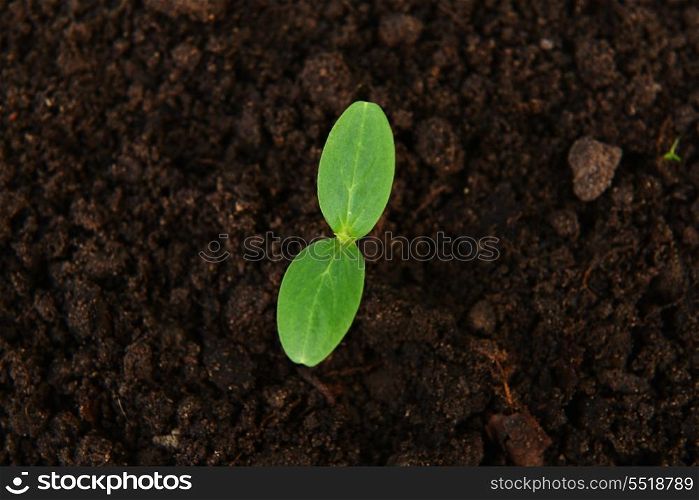 small green cucumber seedling in growing