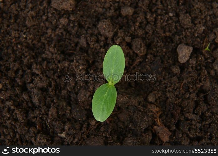 small green cucumber seedling in growing
