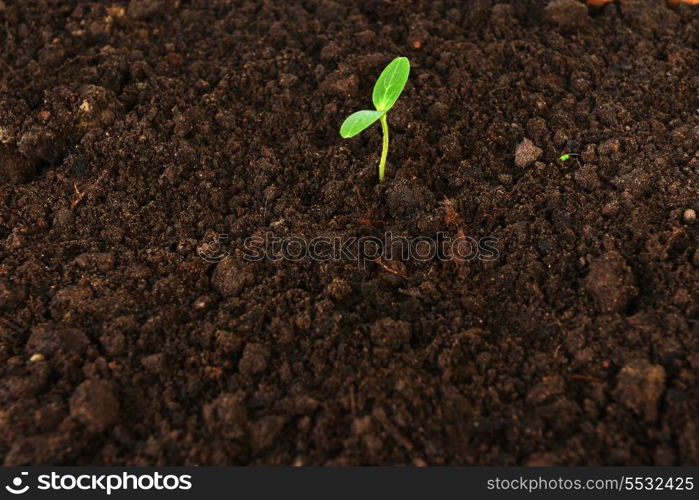 small green cucumber seedling in growing