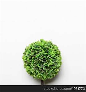 small green decorative tree. High resolution photo. small green decorative tree. High quality photo