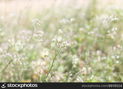 Small green grass flowers and blur background
