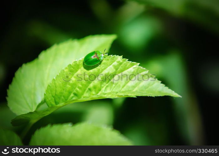 Small green leaf beetle Cassida viridis sitting on a leaf on a dark background.. Small Green Beetle On a Leaf