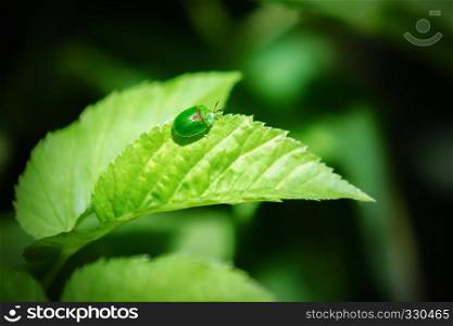 Small green leaf beetle Cassida viridis sitting on a leaf on a dark background.. Small Green Beetle On a Leaf
