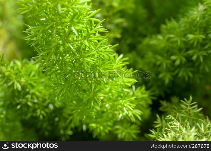Small green leaves, Young leaves plants growing in the garden, Abstract green nature background, Close-up.