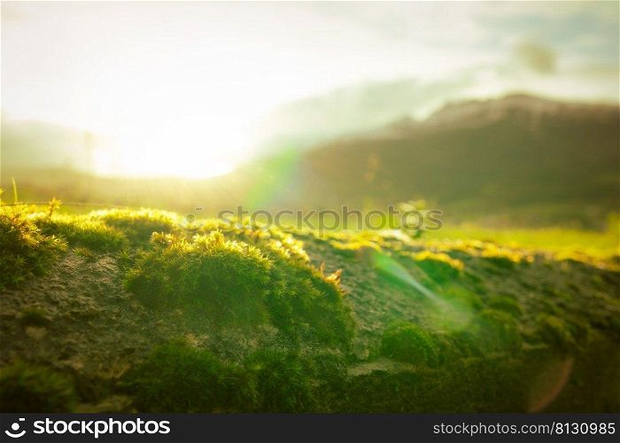 Small green moss on blurred mountain background. Environment day and earth day background. Green moss is covered on top of concrete wall with morning sunrise. Nature wallpaper. Green moss in nature.