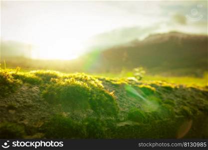 Small green moss on blurred mountain background. Environment day and earth day background. Green moss is covered on top of concrete wall with morning sunrise. Nature wallpaper. Green moss in nature.