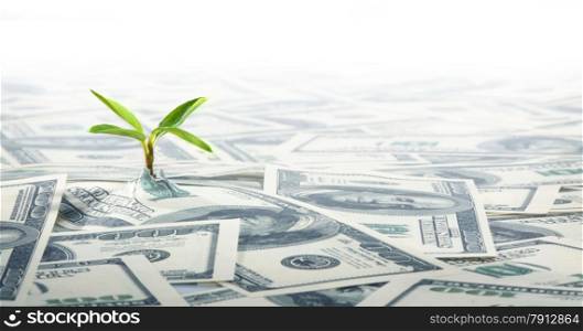 Small Green Plant Growing on the Field of Dollars Notes
