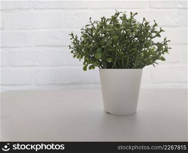 Small green plant in white pot in white interior. Small green plant in pot in interior