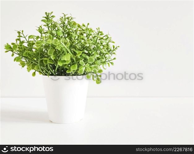 Small green plant in white pot in white interior. Small green plant in pot in interior