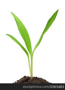 small green sprout in soil isolated on white