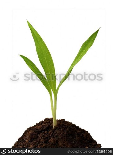 small green sprout in soil isolated on white