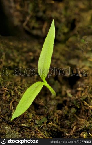 Small green sprout to sun