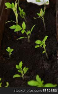 small green tomato seedling in growing