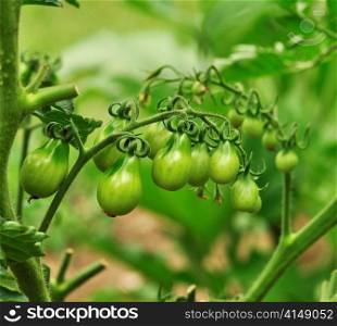 small green tomatoes in the garden