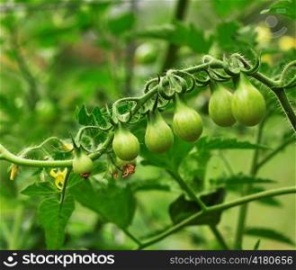 small green tomatoes in the garden