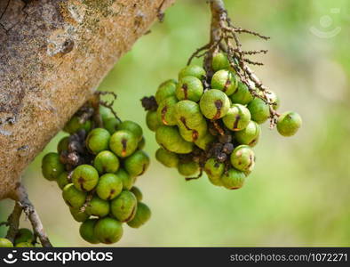 Small green wild fig fruit on tree / Ficus carica