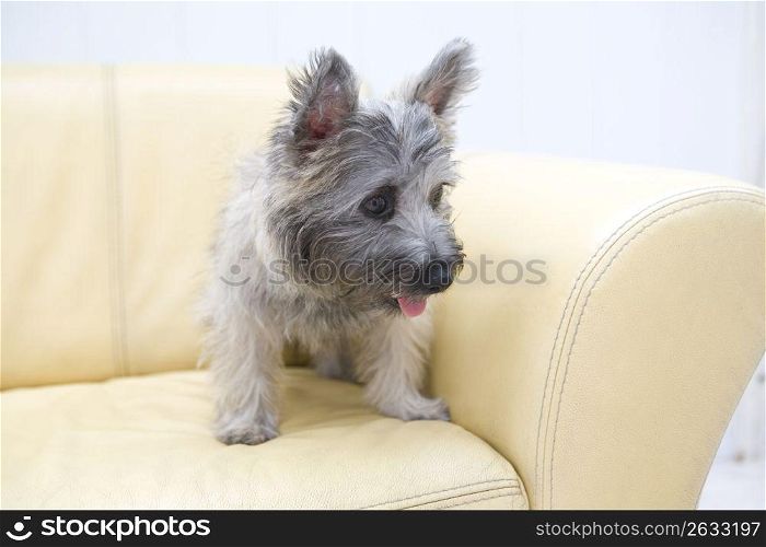 Small grey dog
