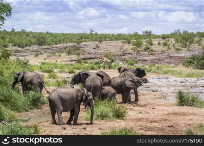 Small group of African bush elephant with giraffe in Kruger National park, South Africa ; Specie Loxodonta africana family of Elephantidae. African bush elephant in Kruger National park, South Africa