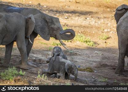 Small group of African bush elephants with calf playing in Kruger National park, South Africa ; Specie Loxodonta africana family of Elephantidae. African bush elephant in Kruger National park, South Africa