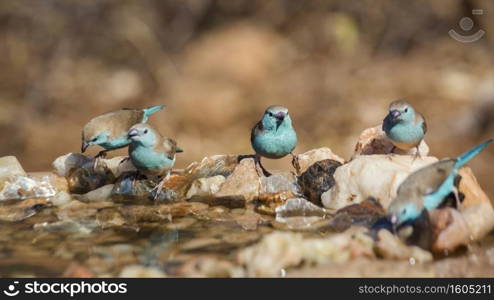 Small group of Blue-breasted Cordonbleu standing at waterhole in Kruger National park, South Africa   Specie Uraeginthus angolensis family of Estrildidae. Blue breasted Cordonbleu in Kruger National park, South Africa