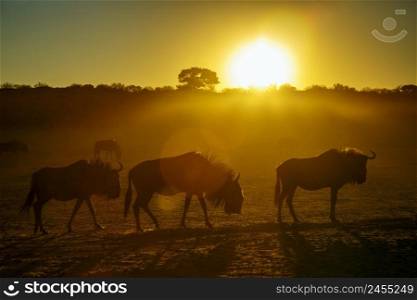 Small group of Blue wildebeest at sunset in backlit in Kgalagadi transfrontier park, South Africa   Specie Connochaetes taurinus family of Bovidae. Blue wildebeest in Kgalagadi transfrontier park, South Africa