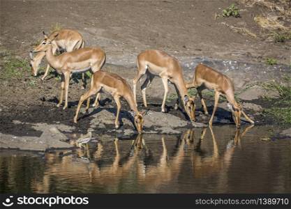 Small group of Common Impalas drinking in waterhole with reflection in Kruger National park, South Africa ; Specie Aepyceros melampus family of Bovidae. Common Impala in Kruger National park, South Africa