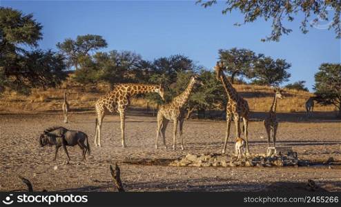 Small group of Giraffes at waterhole in Kgalagadi transfrontier park, South Africa ; Specie Giraffa camelopardalis family of Giraffidae. Giraffes in Kgalagadi transfrontier park, South Africa