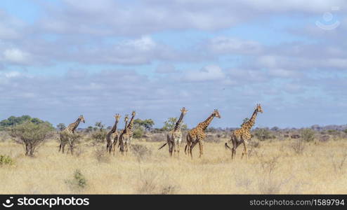 Small group of Giraffes walking in savannah scenery in Kruger National park, South Africa ; Specie Giraffa camelopardalis family of Giraffidae. Giraffe in Kruger National park, South Africa