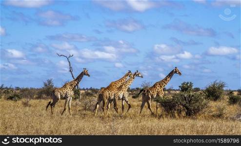 Small group of Giraffes walking in savannah scenery in Kruger National park, South Africa ; Specie Giraffa camelopardalis family of Giraffidae. Giraffe in Kruger National park, South Africa
