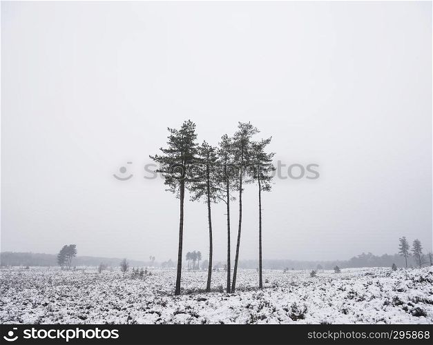 small group of pine trees in winter landscape of leusder heide near utrecht and amersfoort in the netherlands