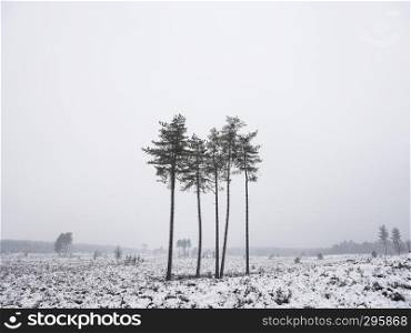 small group of pine trees in winter landscape of leusder heide near utrecht and amersfoort in the netherlands
