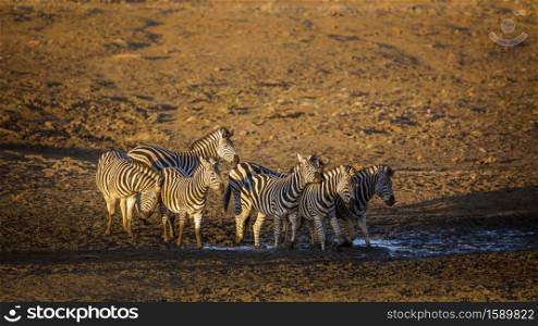 Small group of Plains zebra at waterhole at dawn in Kruger National park, South Africa ; Specie Equus quagga burchellii family of Equidae. Plains zebra in Kruger National park, South Africa