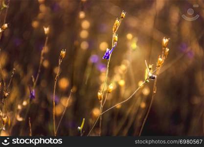 Small herbs with a little purple flower on natural warm background at sunrise. Bokeh effects. Closeup.