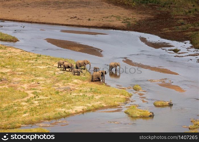 Small herd of African elephants crossing the olifants river, Kruger National Park, South Africa
