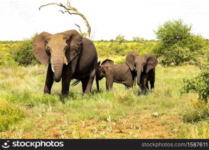 small Herd of African Elephants in a South African game reserve