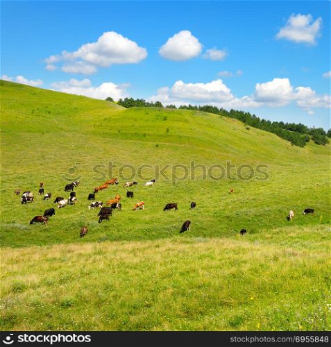 Small herd of cows on slope of picturesque hill with green grass and blue sky. Copy space
