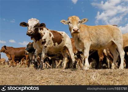 Small herd of free-range cattle on a rural farm, South Africa