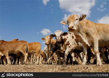 Small herd of free-range cattle on a rural farm, South Africa