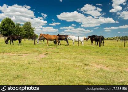Small herd of horses grazing in a rural field behind a fence