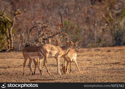Small herd of Impalas standing in the grass in the Welgevonden game reserve, South Africa.