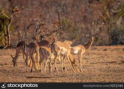 Small herd of Impalas standing in the grass in the Welgevonden game reserve, South Africa.