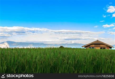 Small houses, rice fields and beautiful nature in the valley. Background image of serenity