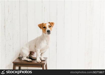 Small jack russell terrier dog on chair has smart look at camera, notices something interesting into distance, poses against white wall with blank copy space.