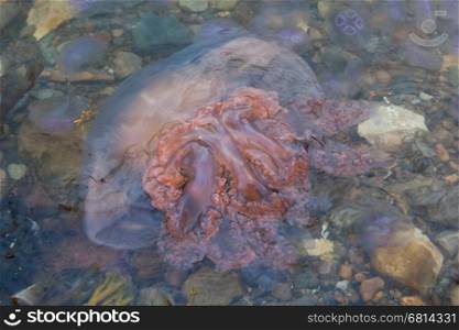 Small jellyfish on a beach in Scotland