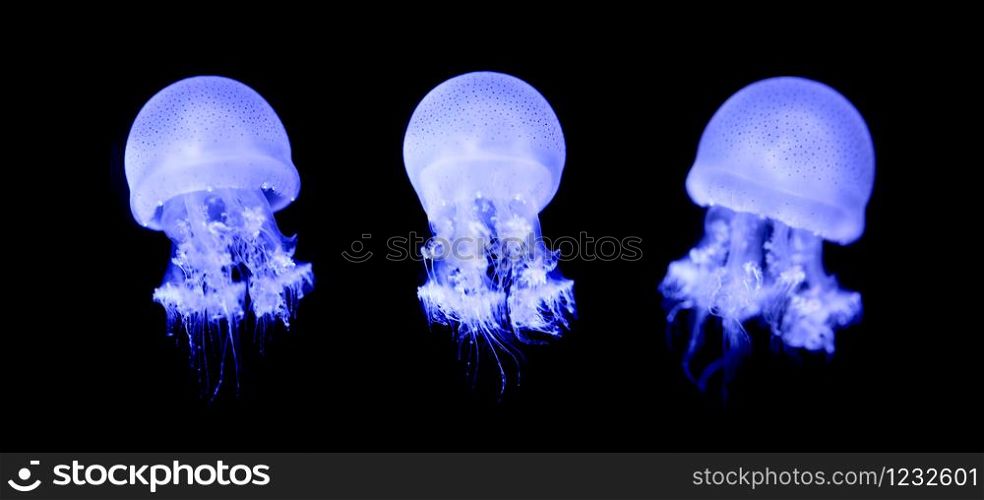 Small jellyfish or medusa of bright colorful from the lights of Blacklight lamp.
