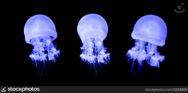 Small jellyfish or medusa of bright colorful from the lights of Blacklight lamp.