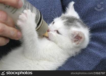 Small kitten enjoying her drink